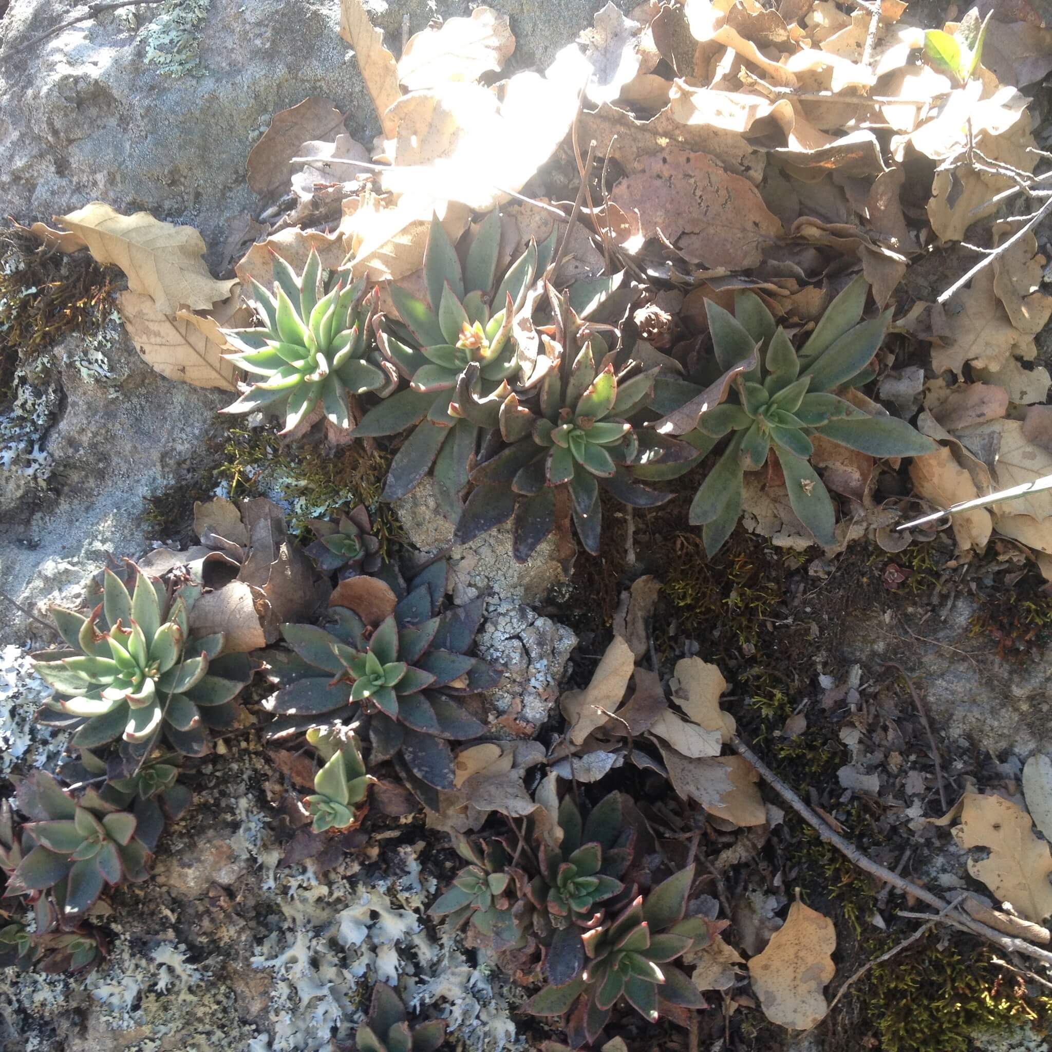 Echeveria calderoniae
